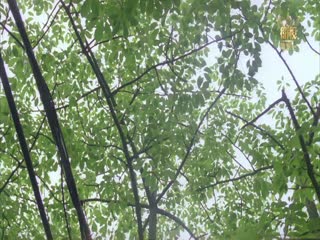 夏日狂情