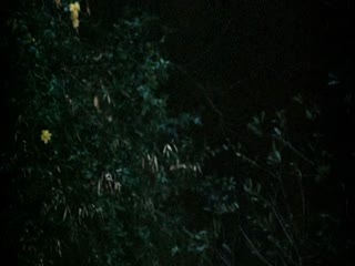 爱抚治愈